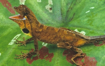 the anole, Anolis nitens, in leaf litter under the canopy of the Amazon rainforest.