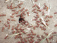 Image showing a group of red harvester ants.