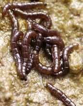 close up of Belgica antarctica larvae