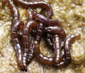 close up of Belgica antarctica larvae