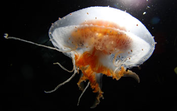 Jellyfish