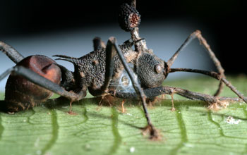 Dead <em>Polyrhachis  armata</em> ant infected by <em>Ophiocordyceps unilateralis s.l</em>