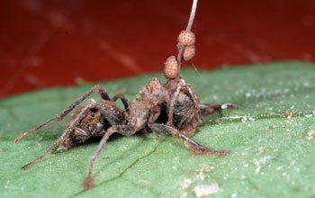 A dead <em>Camponotus leonardi</em> ant infected by <em>Ophiocordyceps unilateraliss.l</em>
