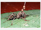 A dead <em>Camponotus leonardi</em> ant infected by <em>Ophiocordyceps unilateraliss.l</em>