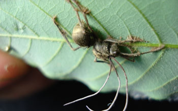 A <em>Polyrhachis  spp</em> ant infected by <em> Ophiocordyceps unilateralis s.l</em>