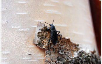 Photo of an Alaskan beetle that produces a nonprotein antifreeze molecule.