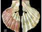 A pigment-stained and perforated marine scallop shell from Cueva Ant?n