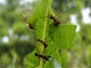 Photo of leaf-cutter ants on a leaf.