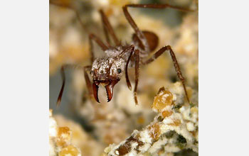 Photo of a leaf-cutter ant.