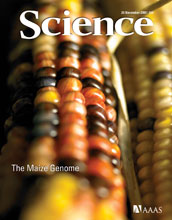 Cover of the Nov. 20, 2009, issue of Science magazine.