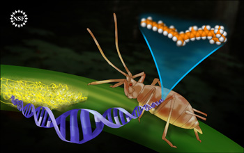 An aphid and fungus are linked by a DNA strand. This DNA is responsible for producing carotenoids.