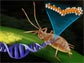 An aphid and fungus are linked by a DNA strand. This DNA is responsible for producing carotenoids.