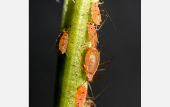 Aphids