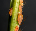 Aphids