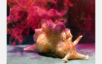 California sea hare (<em>Aplysia californica</em>), a type of sea slug, inking