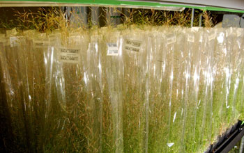 Arabidopsis plants in a growth facility