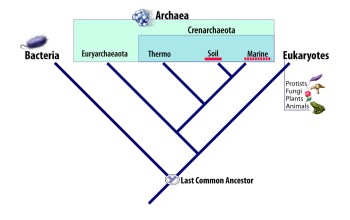 The Tree of Life is currently divided into three kingdoms, bacteria, archaea and eukaryotes.