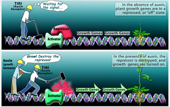 Illustration showing auxin binding to TIR1; in presence of auxin, plant growth genes are turned on.