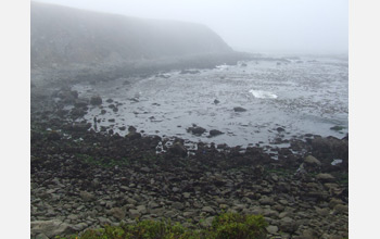 Photo of ocean acidification study field site at Fort Ross, California, on a foggy day.