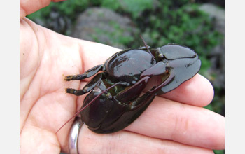 Photo of a hand holding an adult porcelain crab.