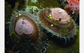 Photo of Antarctic limpet Nacella concinna with coralline red algae.