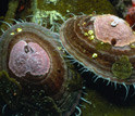 Photo of Antarctic limpet Nacella concinna with coralline red algae.