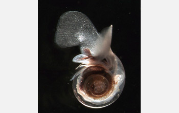 Photo of a pteropod.