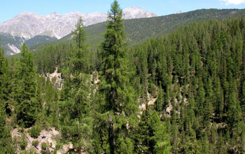 a forested area in a mountenous zone.