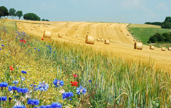 wheat field with rolls of hey and poppies