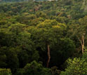 Tropical forests in the Amazon