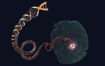 A drawing depicting a DNA molecule unwinding from a chromosome inside the nucleus of a cell.