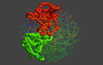 Illustration of 3-D structure of the human genome, in a stretch of DNA inside a fractal globule.