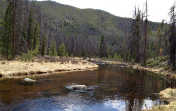 A stream going through bark beetle-felled trees