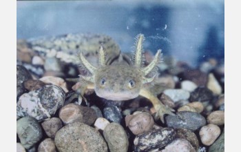 Barred Tiger Salamander larva