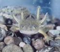 Barred Tiger Salamander larva