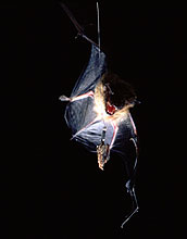 Bat approaching wax moth