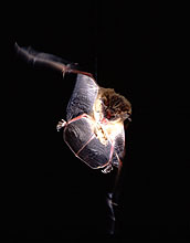 Bat approaching wax moth