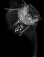 Infrared image of bath and prey.