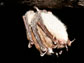 Photo of a hibernating little brown bat with white-nose syndrome in a N.Y. state mine.
