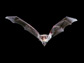 Photo of a bat in flight.