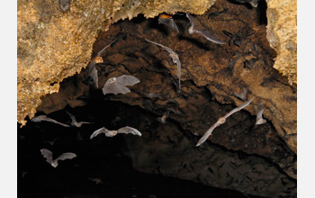 Photo of several species of bats flying together in a cave.