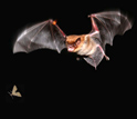 Photo of a bat pursuing a moth.