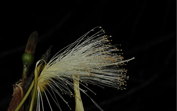 Photo of Pseudobombax ellipticum bloom, that is primarily pollinated by bats at night.