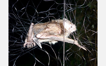 Photo of a common vampire bat, Desmodus rotundus, captured in a mist net.