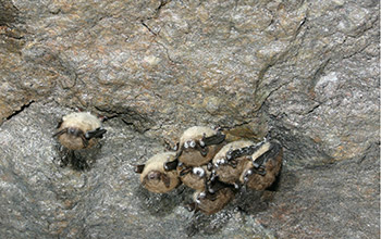 Photo of hibernating bats that have white-nose syndrome.