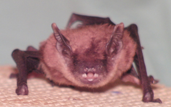 A bat emitting sounds.