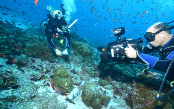 Researchers with exuipment under water sample lobe corals of the species Porites lobata.