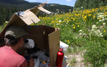 Scientist Berry Brosi removes pollen from bumble bees in a field in Gunnison County, Colo.