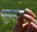 Close-up of bumble bee in a glass tube
