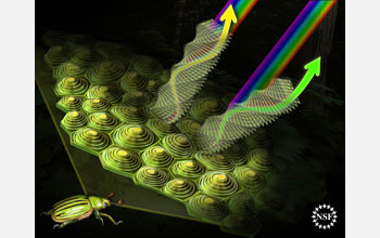 The structure of jewel beetle cells results in striking colors as light hits them from angles.